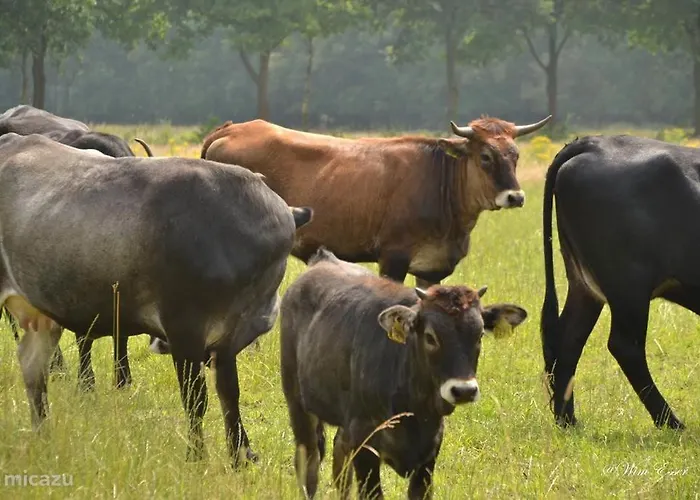 بيت للعطل Bungalow, Vrijstaand, Het Vosseven Nr 38 *